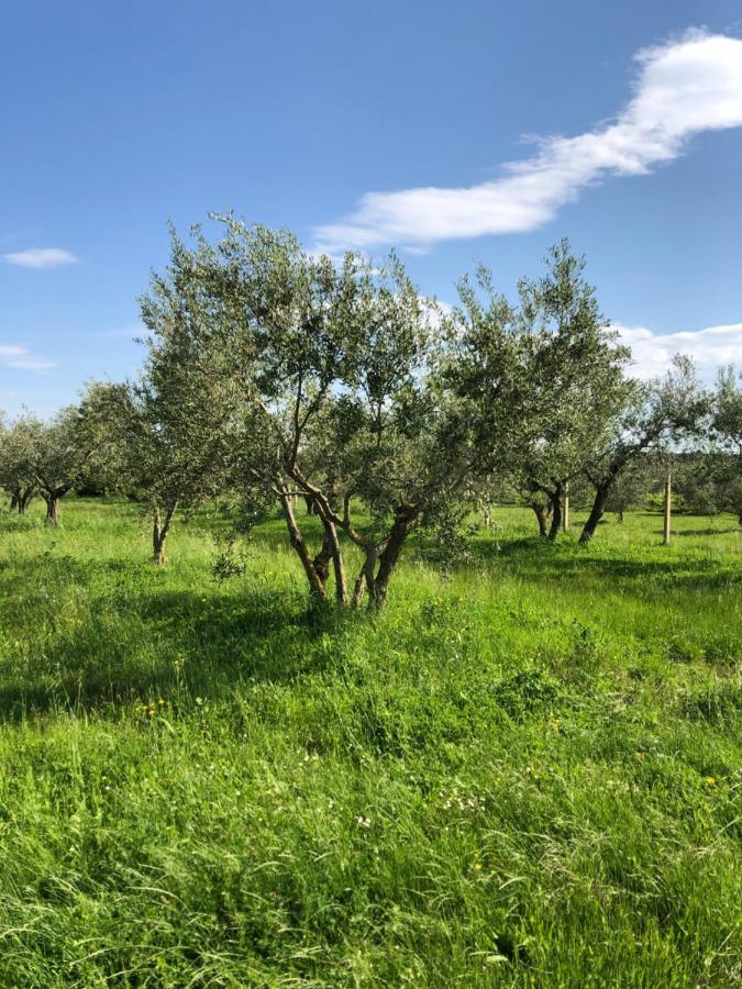 Olive Tree Apartments Umag Exteriér fotografie